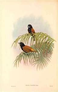 Munia grandis=Lonchura grandis in The birds of New Guinea and the adjacent Papuan islands, including many new species recently discovered in Australia. v.4. (Plate 22)