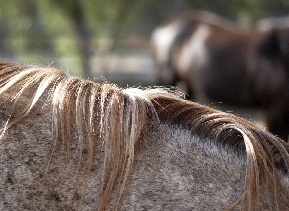 Animal mammal equestrian