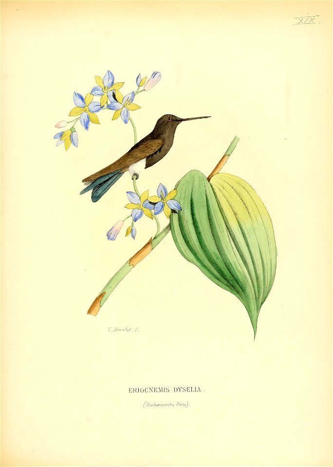 Eriocnemis dyselia = Eriocnemis cupreoventris[1]