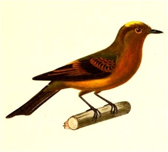 English:  « Muscipeta cinnamomea » = Pyrrhomyias cinnamomeus (Cinnamon Flycatcher)Français :  « Muscipeta cinnamomea » = Pyrrhomyias cinnamomeus (Moucherol