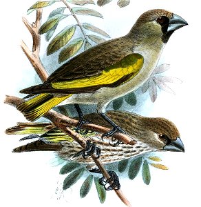Rhynchostruthus louisae