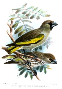 Rhynchostruthus louisae