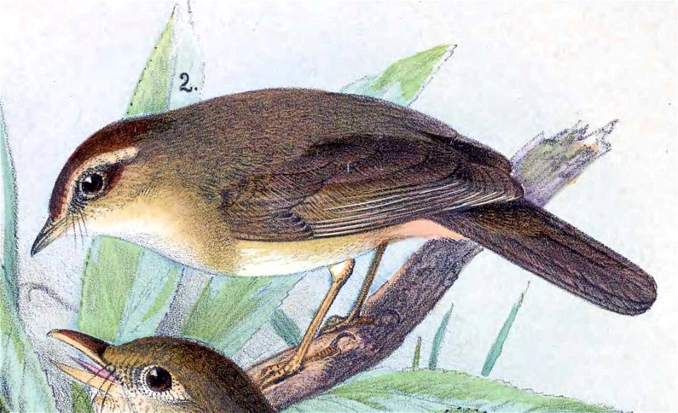 English:  « Herbivocula armandi » = Phylloscopus armandii (Yellow-streaked Warbler) - maleFrançais :  « Herbivocula armandi » = Phylloscopus armandii (Poui