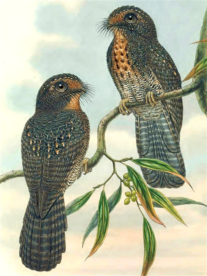 Aegotheles wallacii in The birds of New Guinea and the adjacent Papuan islands, including many new species recently discovered in Australia. v.4. (Plate 39)