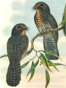 Aegotheles wallacii in The birds of New Guinea and the adjacent Papuan islands, including many new species recently discovered in Australia. v.4. (Plate 39)