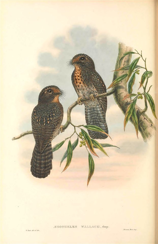 Aegotheles wallacii in The birds of New Guinea and the adjacent Papuan islands, including many new species recently discovered in Australia. v.4. (Plate 39)