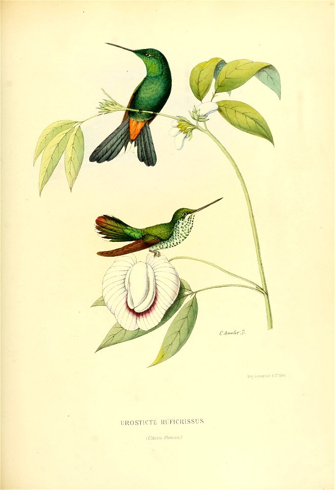 Urosticte ruficrissa