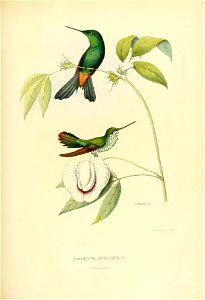 Urosticte ruficrissa