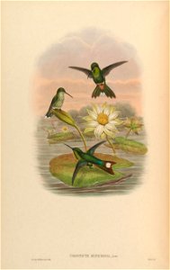 Urosticte ruficrissa