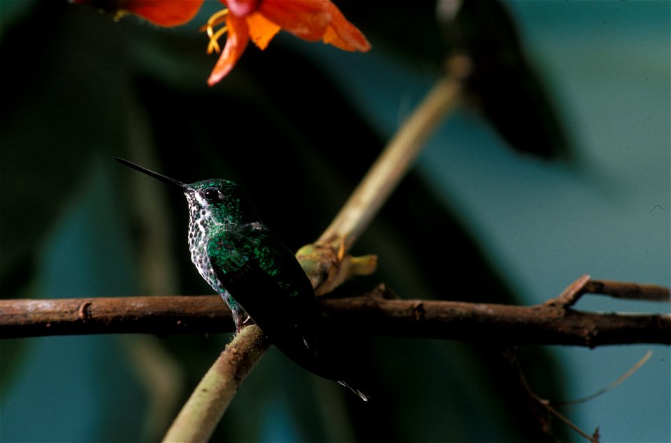 Rufous-vented Whitetip (Urosticte ruficrissa) from the NBII Image Gallery. A female photographed in  Cordillera del Cóndor, Ecuador.