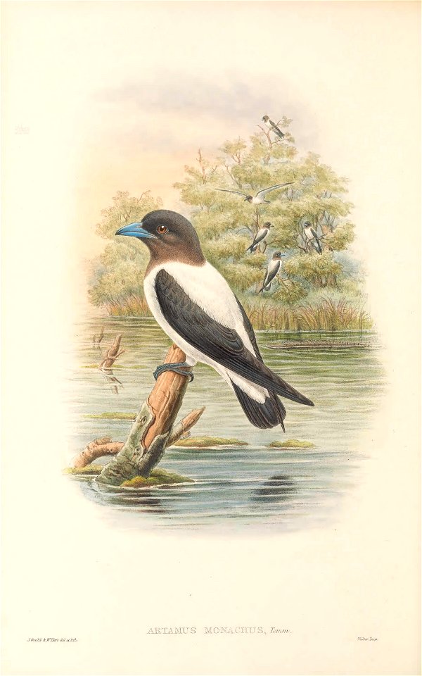 Artamus monachus in The birds of New Guinea and the adjacent Papuan islands, including many new species recently discovered in Australia. v.4. (Plate 21)