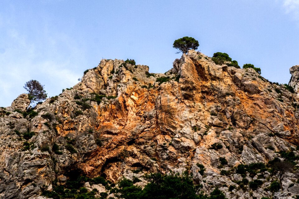 Landscape tree spain