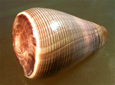 Conus buxeus loroisii Kiener, 1845, a conus snail from the family Conidae