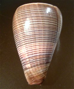 Conus buxeus loroisii Kiener, 1845, a conus snail from the family Conidae