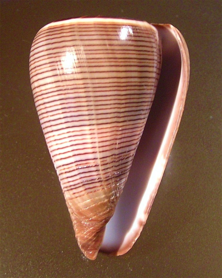 Conus buxeus loroisii Kiener, 1845, a conus snail from the family Conidae
Category:Conidae