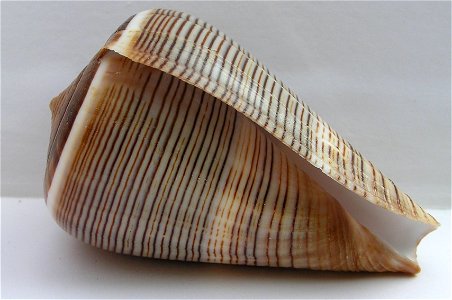 Conus figulinus Linnaeus, 1758 ; Malaysia.