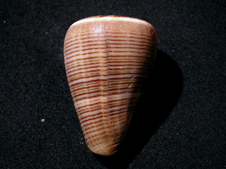 Conus figulinus Linnaeus, 1758 ; Indonesia.