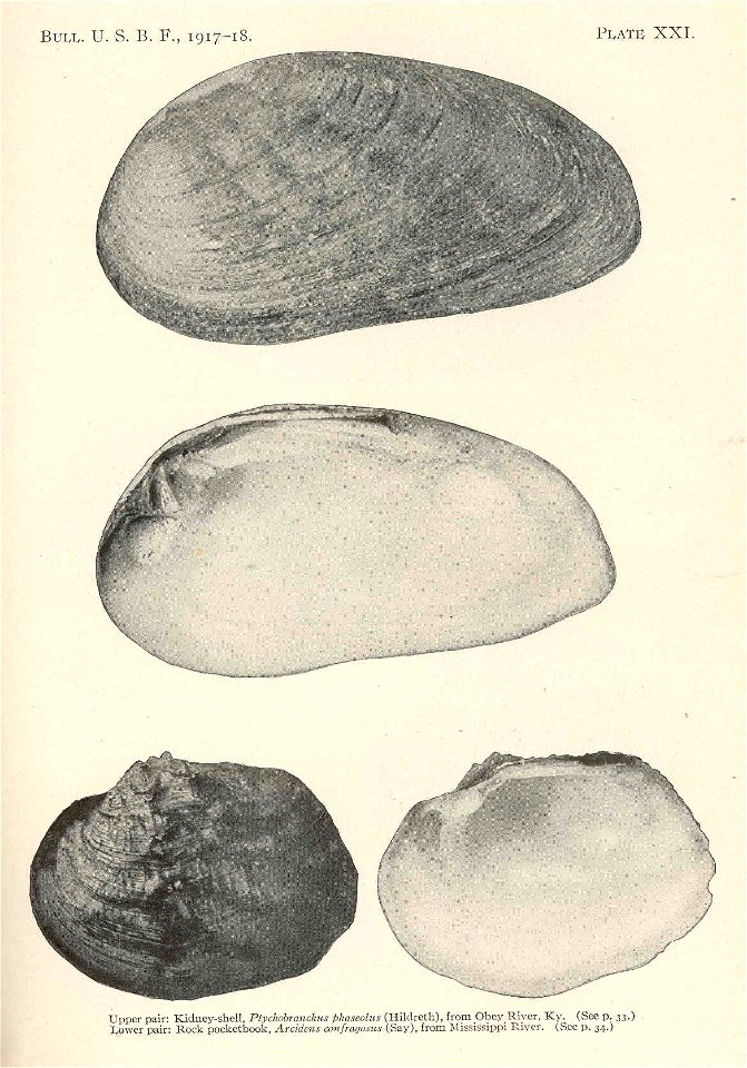 Upper pair: Kidney-shell, Ptychobranchus fasciolaris syn. P. phaseolus from Obey River, Ky.; Lower pair: Rock pocketbook, Arcidens confragosus from Mississippi River

 *Subject: Ptychobranchus, Arcide