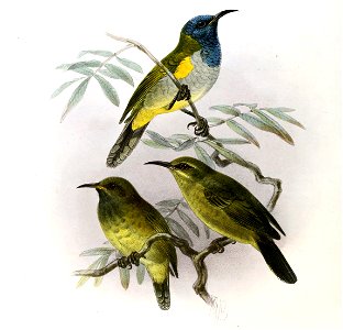Anabathmis reichenbachii