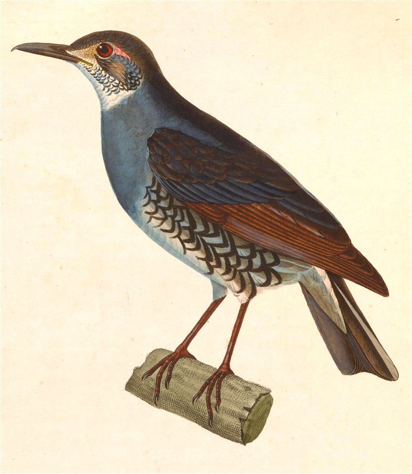 English:  « Myiothera andromeda » = Zoothera andromedae (Sunda Thrush)Français :  « Myiothera andromeda » = Zoothera andromedae (Grive andromède)