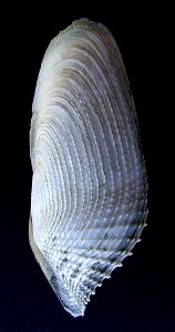 Barnea similis from Browns Bay, Auckland, New Zealand.




Public domainPublic domainfalsefalse





This work has been released into the  by its author, Graham Bould. This applies worldwide.In some c
