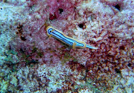 Nudibranch (Chromodoris elizabethina). Mariana Islands, Guam.