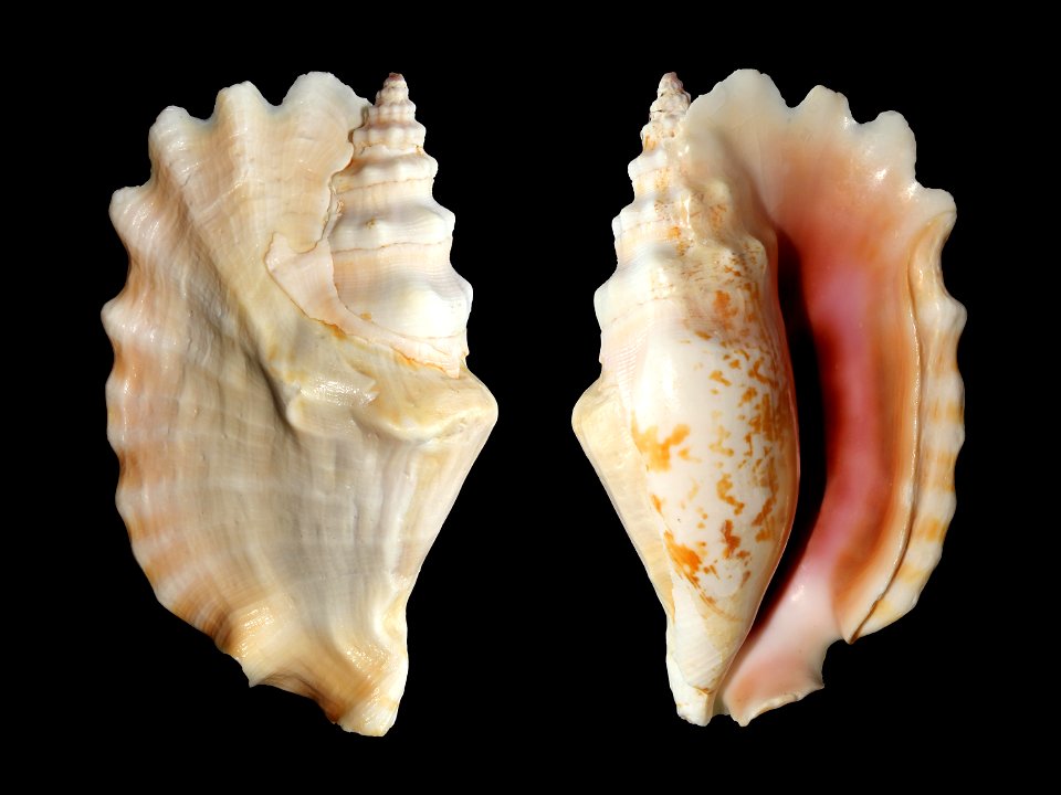 Laciniate conch (Sinustrombus sinuatus, = Strombus sinuatus). Shell length 83 mm.
