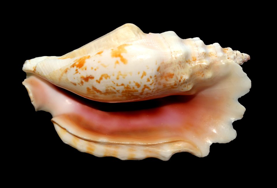 Laciniate conch (Sinustrombus sinuatus - synonym : Strombus sinuatus). Shell length 83 mm.
