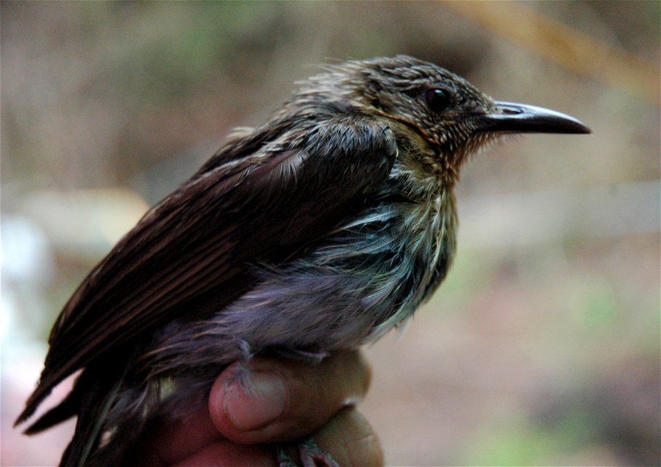 Dicaeum hypoleucum