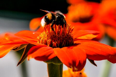 Bloom animal world hummel
