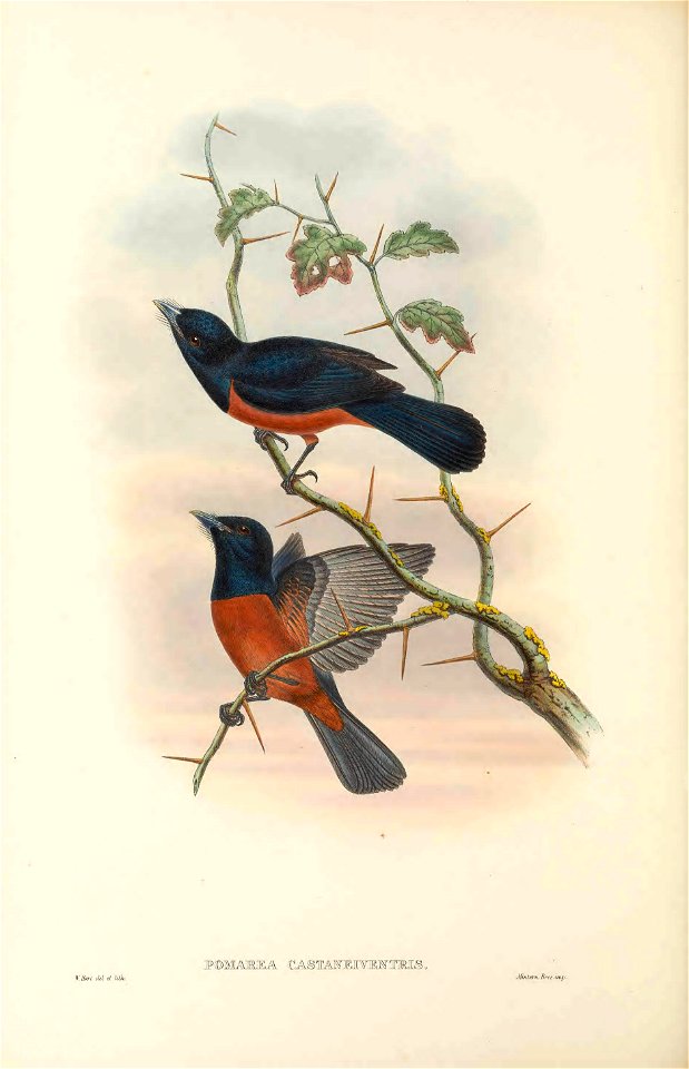 Pomarea castaneiventris = Monarcha castaneiventris - The birds of New Guinea and the adjacent Papuan islands : including many new species recently discovered in Australia. v.2 (Plate 57).
