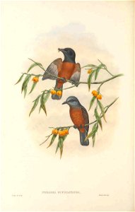 Pomarea rufocastanea - The birds of New Guinea and the adjacent Papuan islands : including many new species recently discovered in Australia. v.2 (Plate 56).
