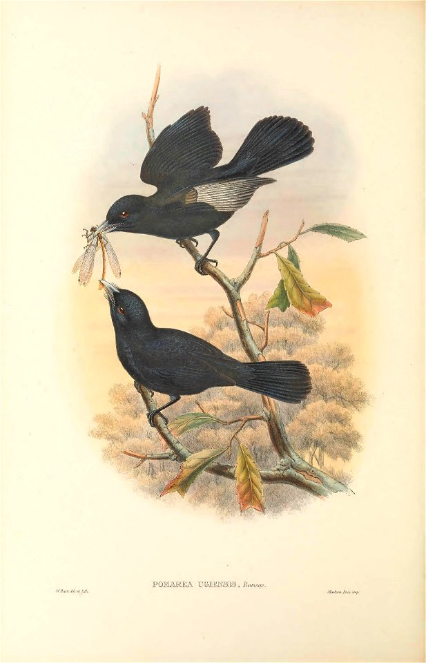 Pomarea ugiensis = Monarcha castaneiventris ugiensis - The birds of New Guinea and the adjacent Papuan islands : including many new species recently discovered in Australia. v.2 (Plate 58).