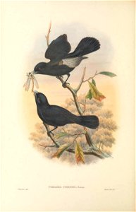 Pomarea ugiensis = Monarcha castaneiventris ugiensis - The birds of New Guinea and the adjacent Papuan islands : including many new species recently discovered in Australia. v.2 (Plate 58).
