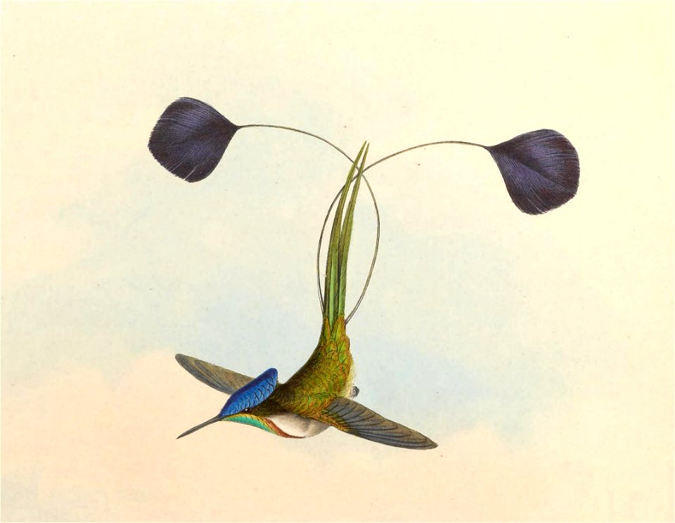 Illustration (detail) of Loddigesia mirabilis (hummingbird) on Aechmea mertensii  (as syn. A. mucroniflora) (bromeliad)