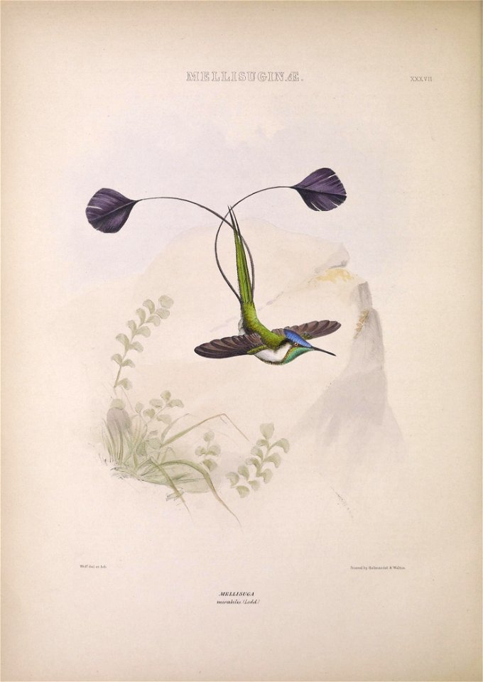 MllLILE^TCIIMJl, 
XXXVII 
Printed by HuUroandel & Walton. 
MELLISUGA 

mirahlu- ILod,cL..