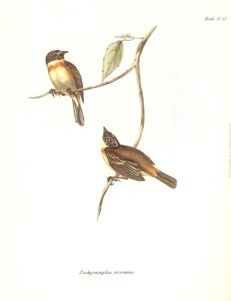 Pachyramphus minimus (= Polystictus pectoralis)