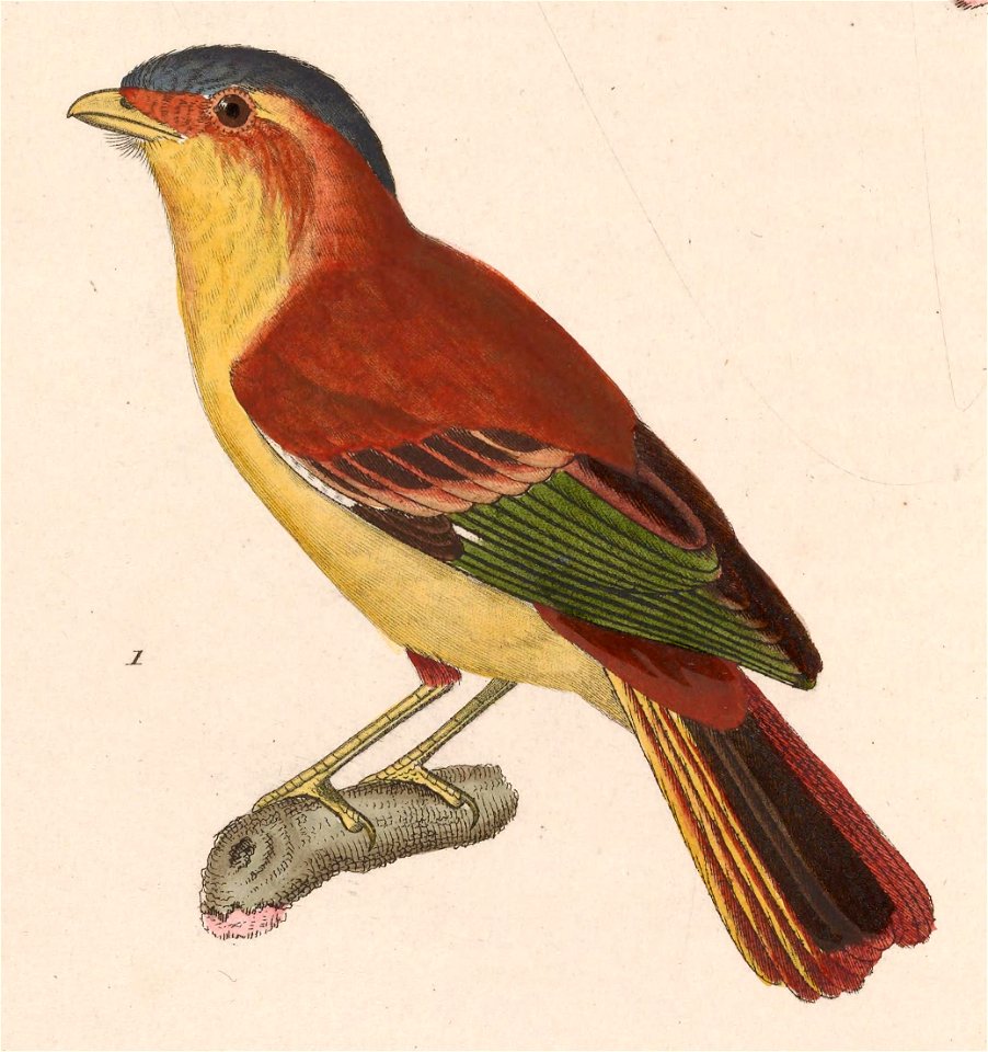 English:  « Pipra pileata » = Piprites pileata (Black-capped Piprites) - maleFrançais :  « Pipra pileata » = Piprites pileata (Piprite chaperonné) - mâle