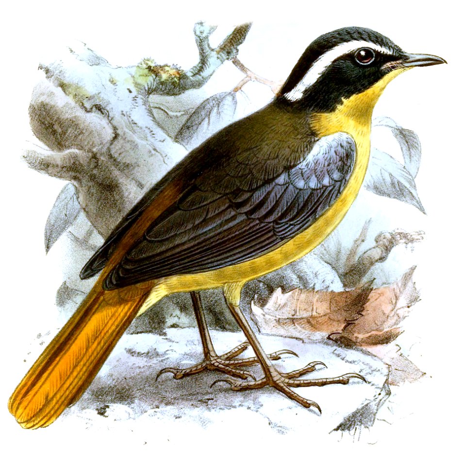 Cossypha bartteloti=Cossypha cyanocampter bartteloti