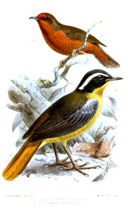 Pholidornis jamesoni = Parmoptila jamesoni now
Cossypha bartteloti = Cossypha cyanocampter bartteloti now