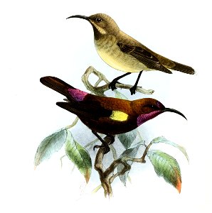 Chalcomitra fuliginosa