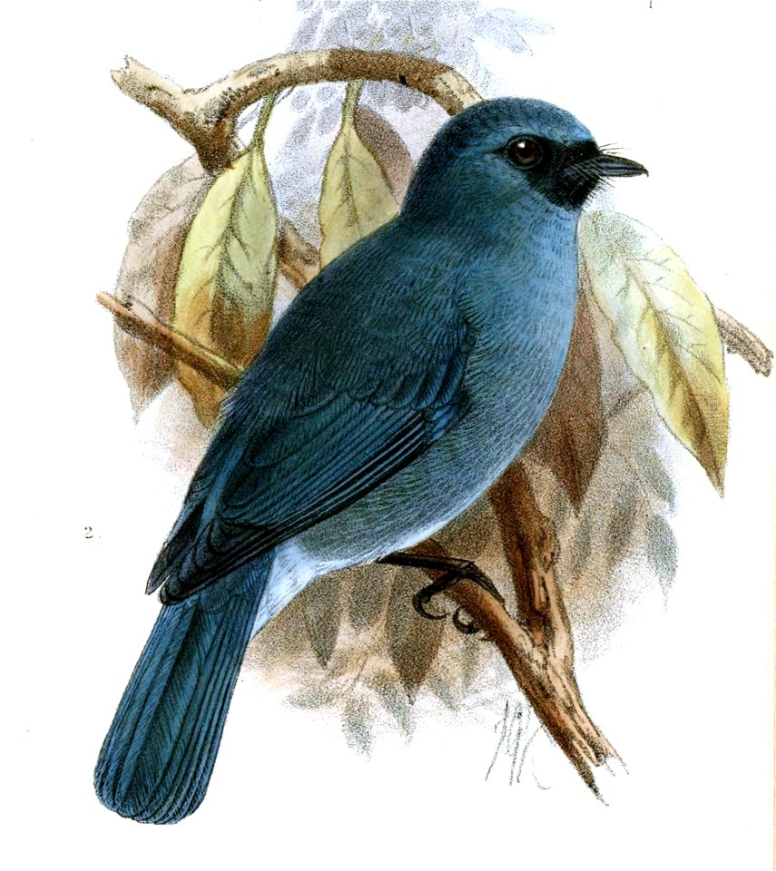 Stoparola nigrimentalis = Eumyias panayensis nigrimentalis[1][2]