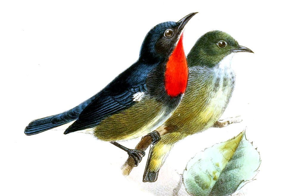 Dicaeum monticola
