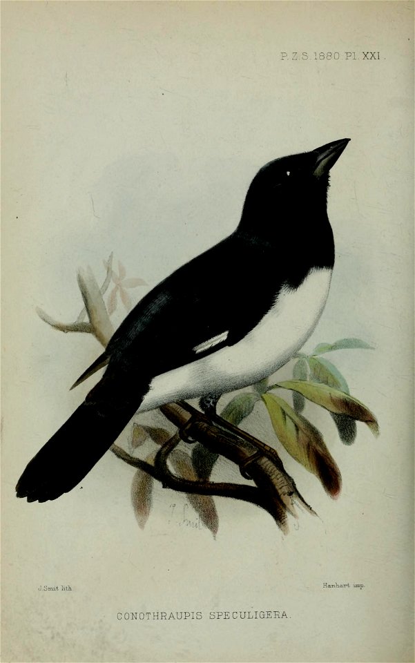 ?. Z.S 1880 PI. XXI 
J -Smit lit.i 
Ha-n'ha.Ti imp. 

CONOTHRAUPIS SPECULIGERA.