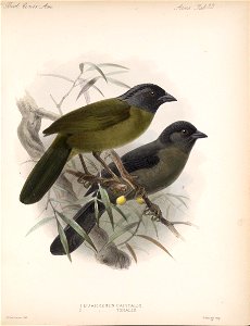 &7?. 
'??Zy. 
zy^.^. 
V ■" 
1 
-.-' - . 
■ ■* ...,-,-. vs- .'-.-.■'r.'-^.....^._.^^^^_ 
t 
i 
I 
.1 
I 

■■■ 
1 BUARREMON CAPITALIS 
J) 
TIBIALIS. 
J.G-.Keulema.Tis Mil. 
HanKart irap, 
69 ^ 
■vV^