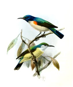 Anthreptes aurantium