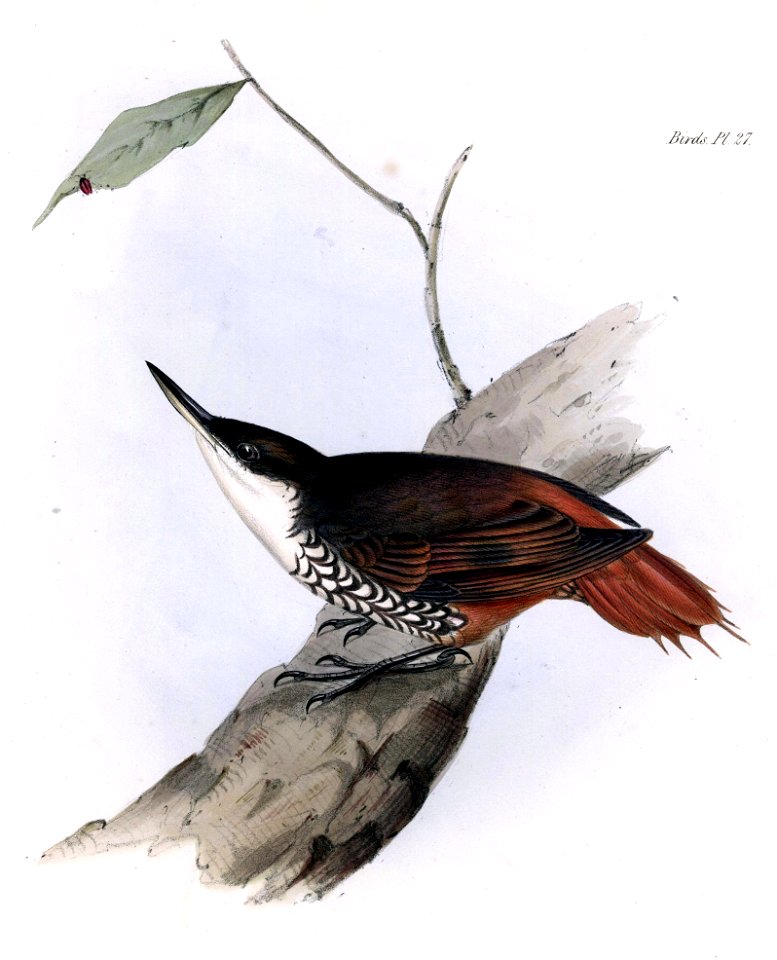 White-throated Treerunner Pygarrhichas albogularis by John Gould,