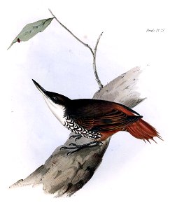 White-throated Treerunner Pygarrhichas albogularis by John Gould,