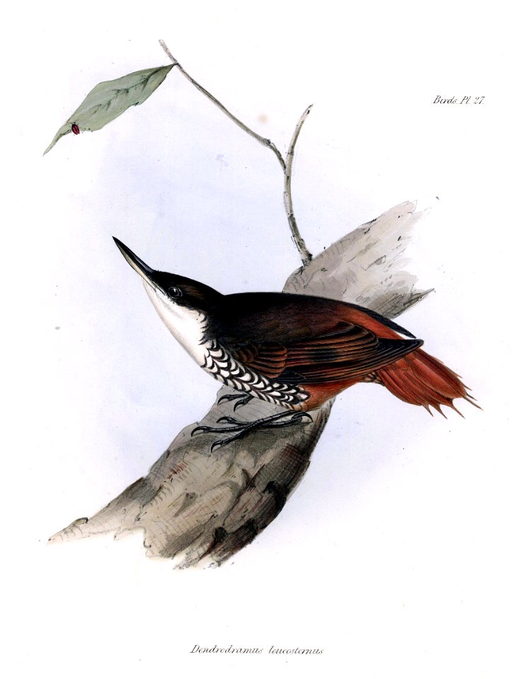 White-throated Treerunner Pygarrhichas albogularis by John Gould,