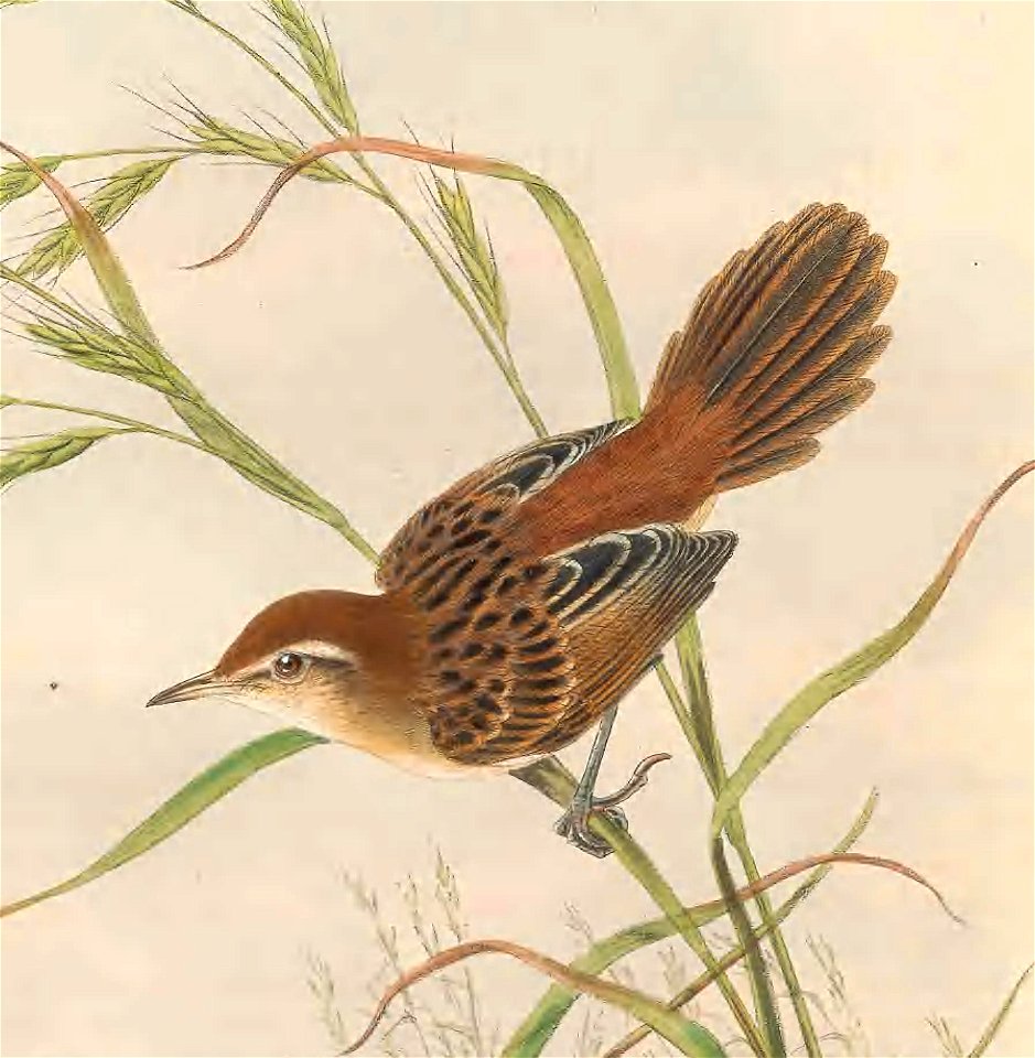 Megalurus albolimbatus in The birds of New Guinea and the adjacent Papuan islands, including many new species recently discovered in Australia. v.3 (Plate 12).